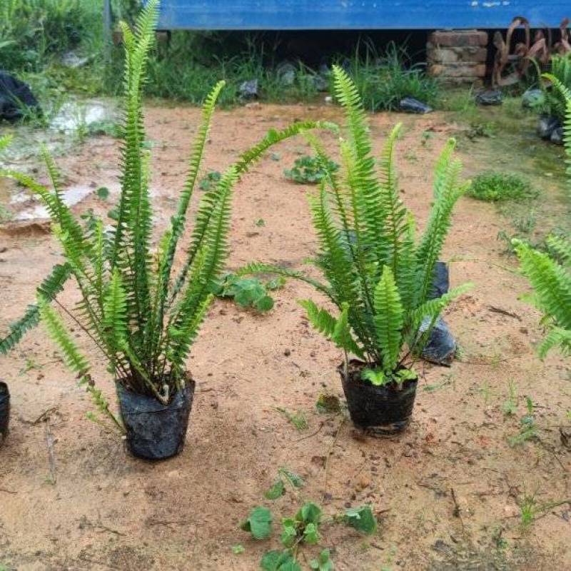排骨草肾蕨绿化地被苗漳州精品30-40高