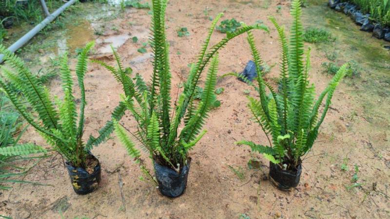排骨草肾蕨绿化地被苗漳州精品30-40高