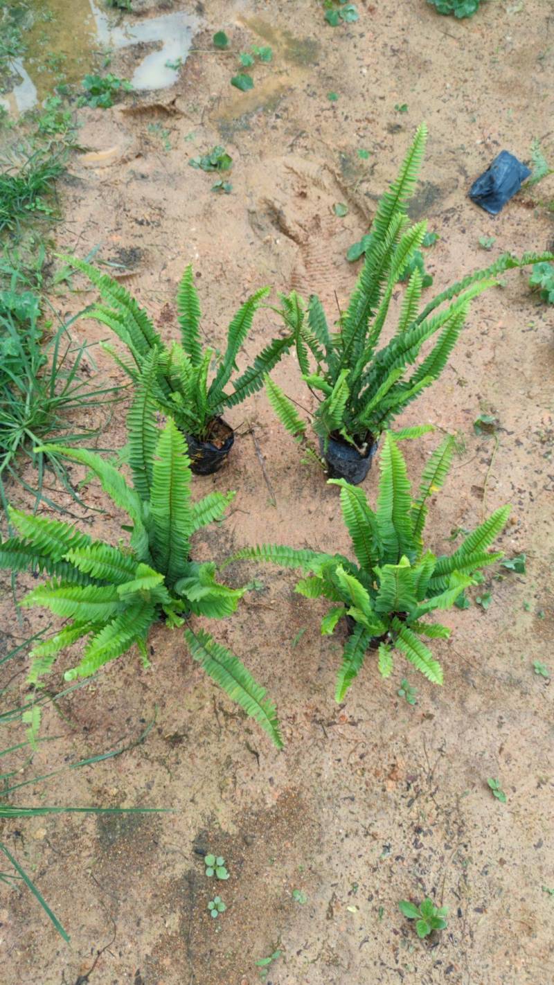 排骨草肾蕨绿化地被苗漳州精品30-40高