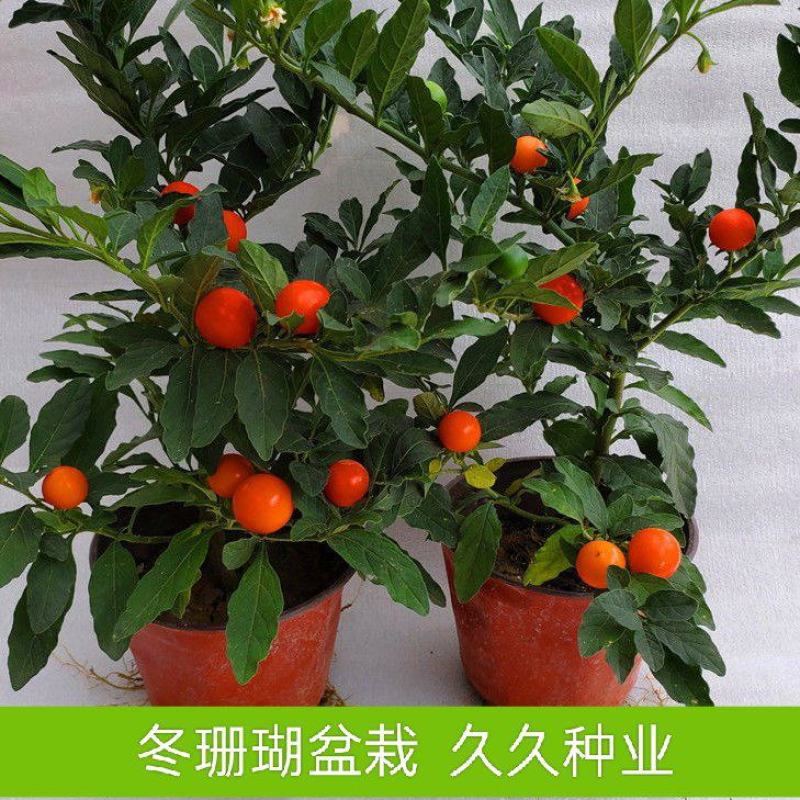 吉庆果红珊瑚豆看樱桃四季果野海椒盆栽室内观果植物