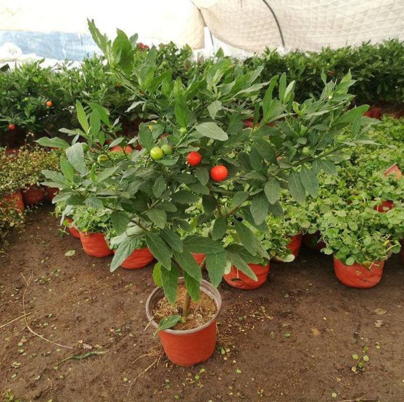 吉庆果红珊瑚豆看樱桃四季果野海椒盆栽室内观果植物