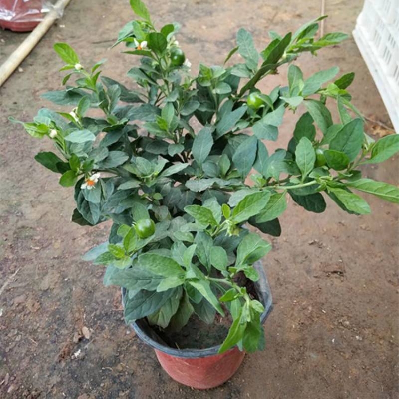 吉庆果红珊瑚豆看樱桃四季果野海椒盆栽室内观果植物
