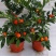 吉庆果红珊瑚豆看樱桃四季果野海椒盆栽室内观果植物