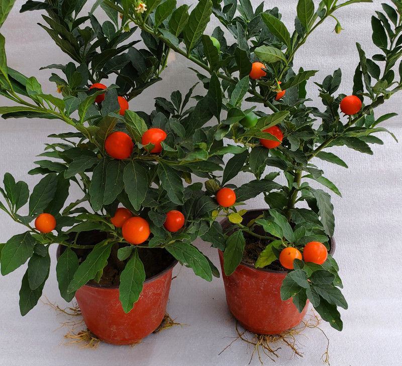 吉庆果红珊瑚豆看樱桃四季果野海椒盆栽室内观果植物