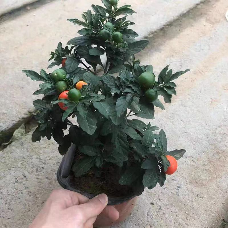 吉庆果红珊瑚豆看樱桃四季果野海椒盆栽室内观果植物