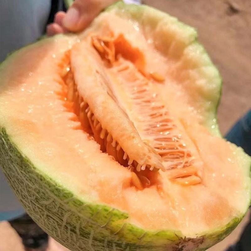 【推荐】海南晓密25号爆甜多汁皮薄肉厚供应各大电商