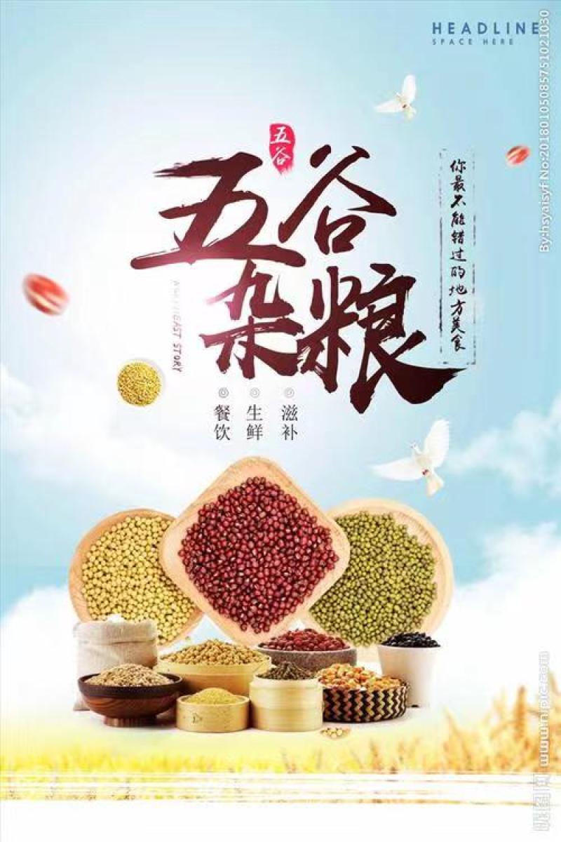 高粱现货批发澳洲东北高梁带皮高粱酿酒高粱量大从