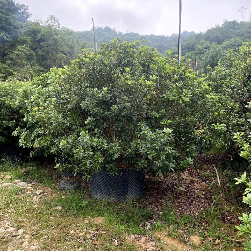 【杨梅树梅圣生梅白蒂梅】各种规格欢迎合作详谈