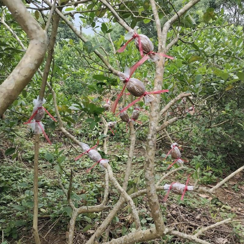 香水柠檬苗，广东第一代香水柠檬高压苗，，年内挂果苗