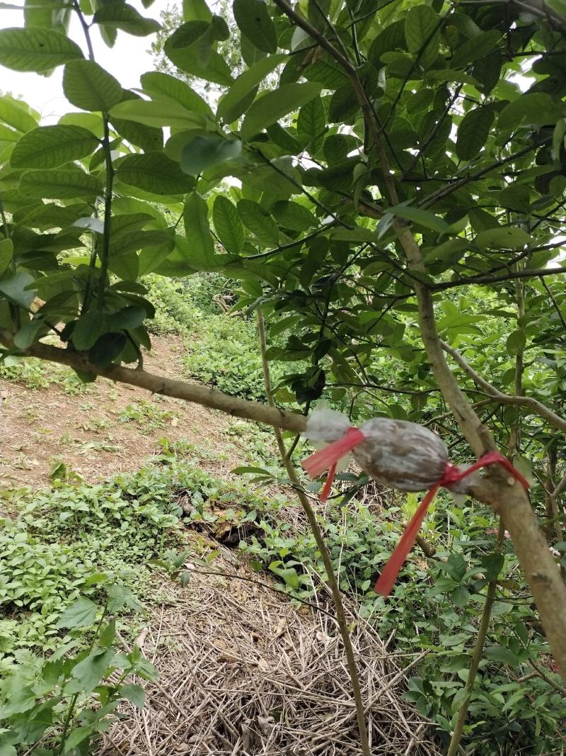 香水柠檬苗，广东第一代香水柠檬高压苗，，年内挂果苗