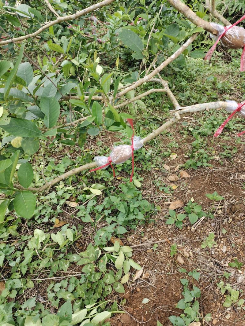 香水柠檬苗，广东第一代香水柠檬高压苗，，年内挂果苗