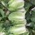 白菜黄心白菜无烧心质量好单颗3到4斤诚信商家