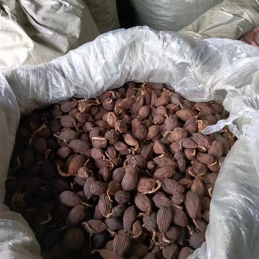 大量精品干草果