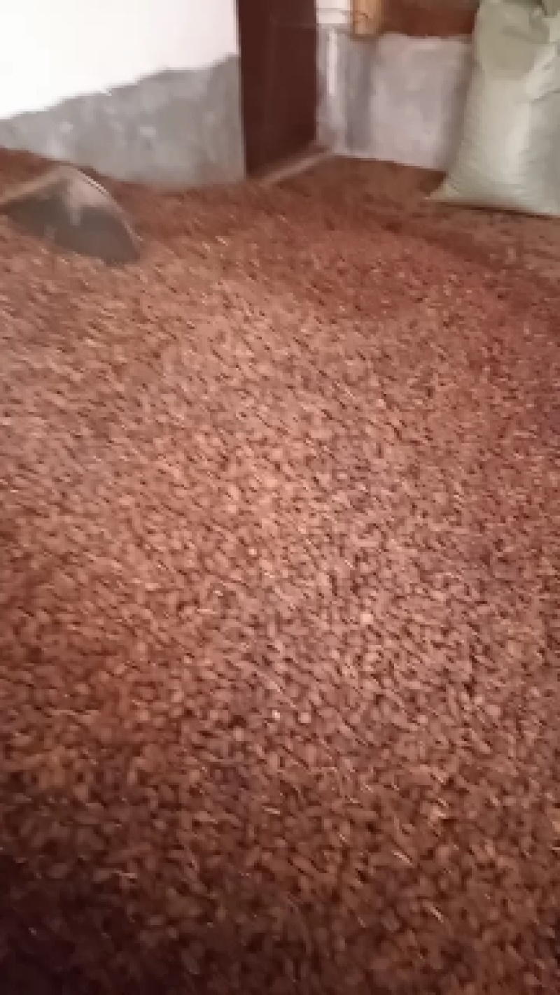 大量精品干草果
