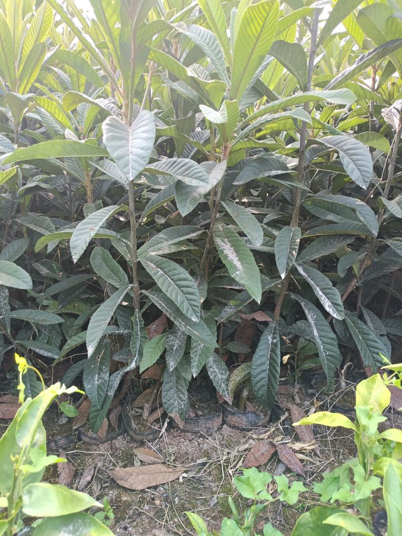简阳枇杷苗-大五星枇杷苗苗圃现货成活率高欢迎咨询