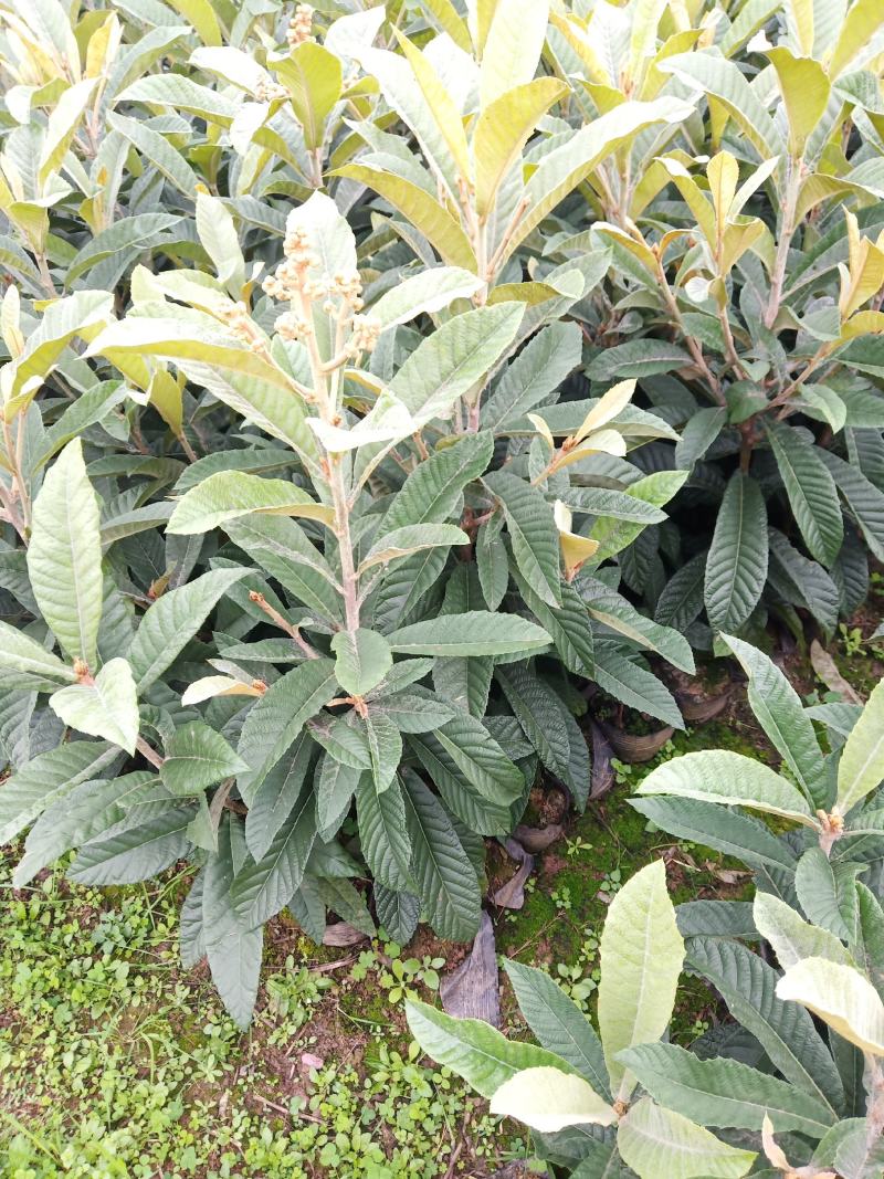简阳枇杷苗-大五星枇杷苗苗圃现货成活率高欢迎咨询
