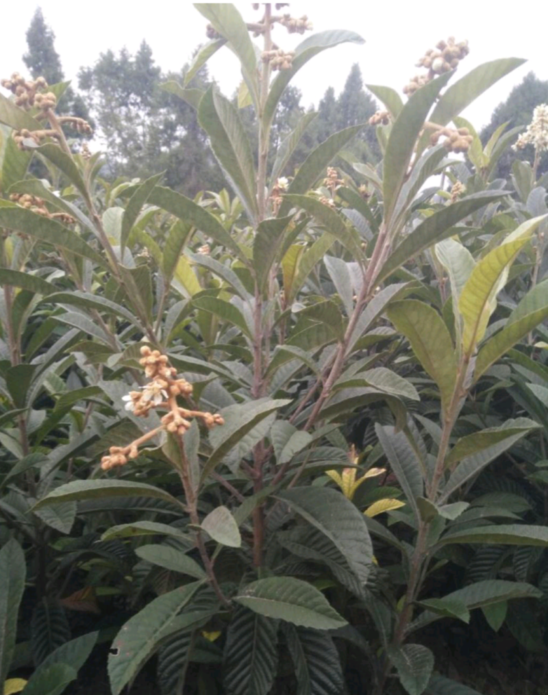 简阳枇杷苗-大五星枇杷苗苗圃现货成活率高欢迎咨询