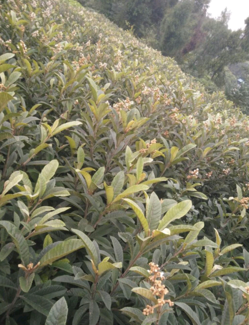 简阳枇杷苗-大五星枇杷苗苗圃现货成活率高欢迎咨询