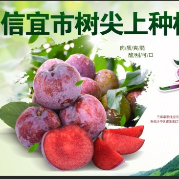 信宜市树尖上种植专业合作社，三华李
