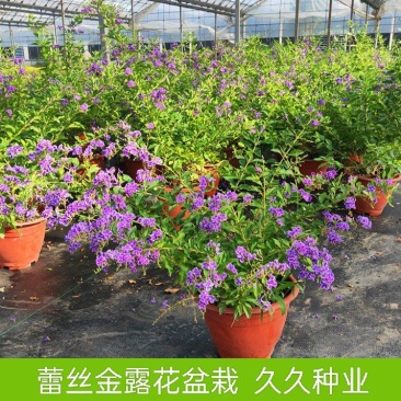 蕾丝金露花紫金露盆栽苗四季开花香阳台庭院绿植花卉耐养
