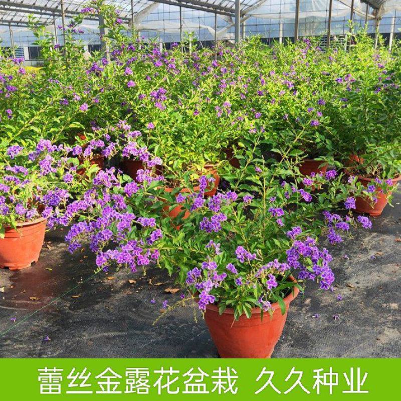 蕾丝金露花紫金露盆栽苗四季开花香阳台庭院绿植花卉耐养