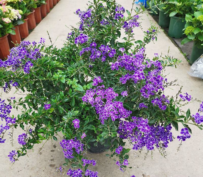 蕾丝金露花紫金露盆栽苗四季开花香阳台庭院绿植花卉耐养