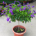 蕾丝金露花紫金露盆栽苗四季开花香阳台庭院绿植花卉耐养