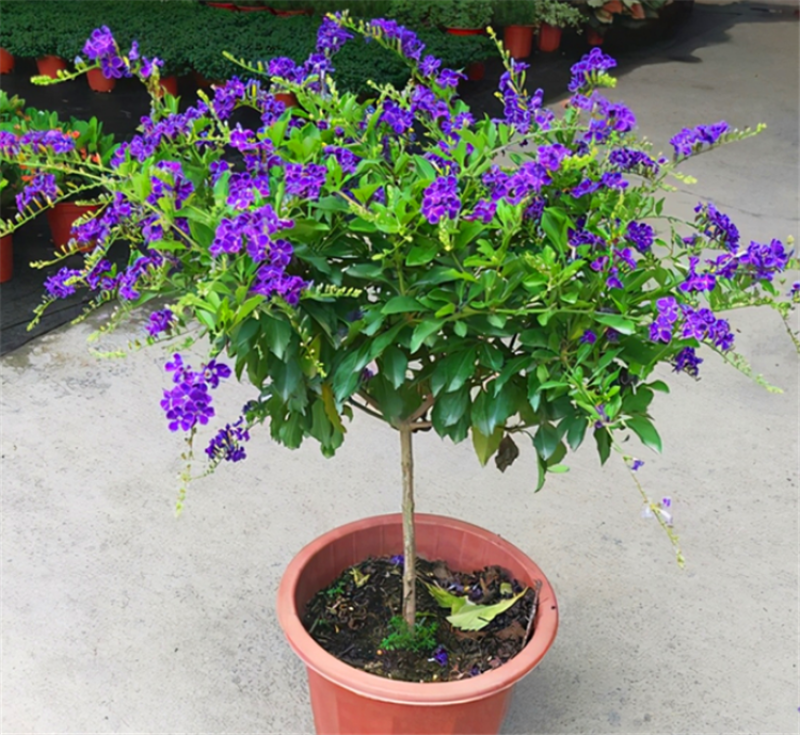 蕾丝金露花紫金露盆栽苗四季开花香阳台庭院绿植花卉耐养