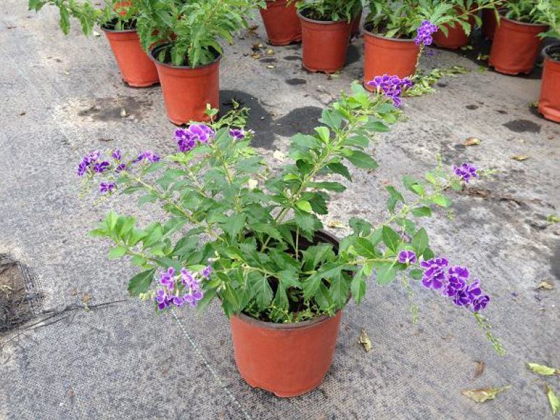 蕾丝金露花紫金露盆栽苗四季开花香阳台庭院绿植花卉耐养