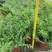 蕾丝金露花紫金露盆栽苗四季开花香阳台庭院绿植花卉耐养