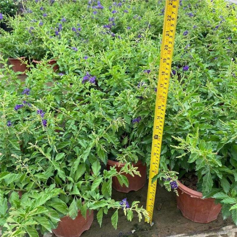 蕾丝金露花紫金露盆栽苗四季开花香阳台庭院绿植花卉耐养