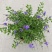 蕾丝金露花紫金露盆栽苗四季开花香阳台庭院绿植花卉耐养