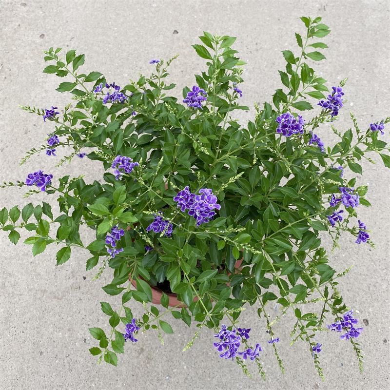 蕾丝金露花紫金露盆栽苗四季开花香阳台庭院绿植花卉耐养