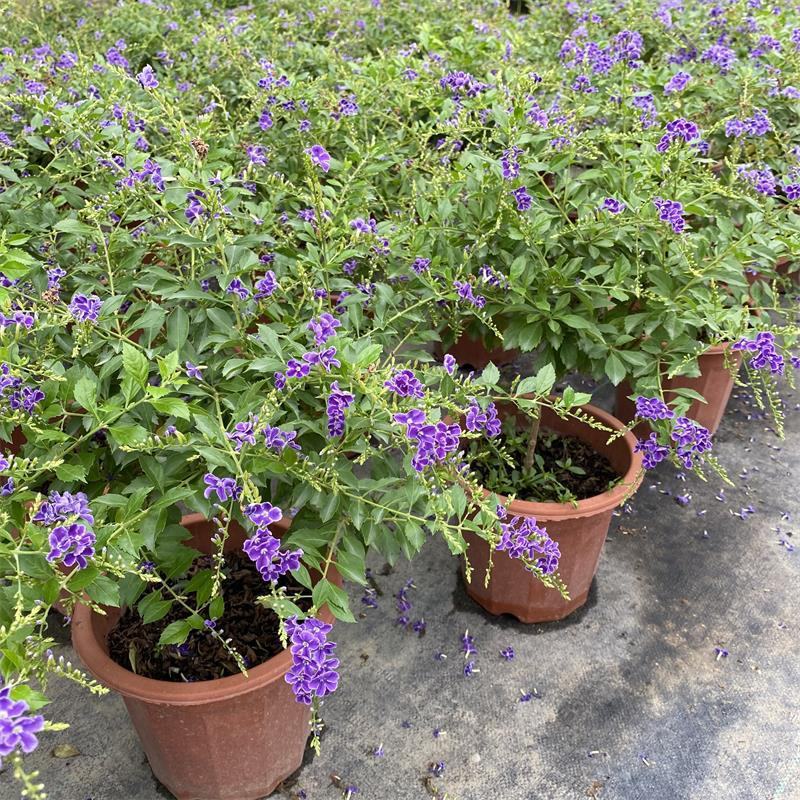 蕾丝金露花紫金露盆栽苗四季开花香阳台庭院绿植花卉耐养