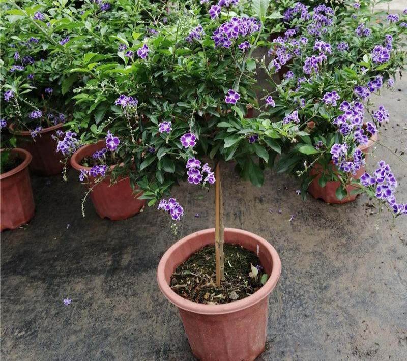 蕾丝金露花紫金露盆栽苗四季开花香阳台庭院绿植花卉耐养
