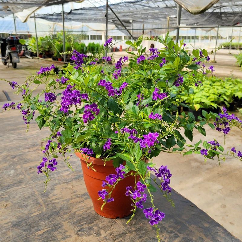 蕾丝金露花紫金露盆栽苗四季开花香阳台庭院绿植花卉耐养