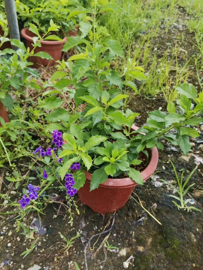 蕾丝金露花紫金露盆栽苗四季开花香阳台庭院绿植花卉耐养