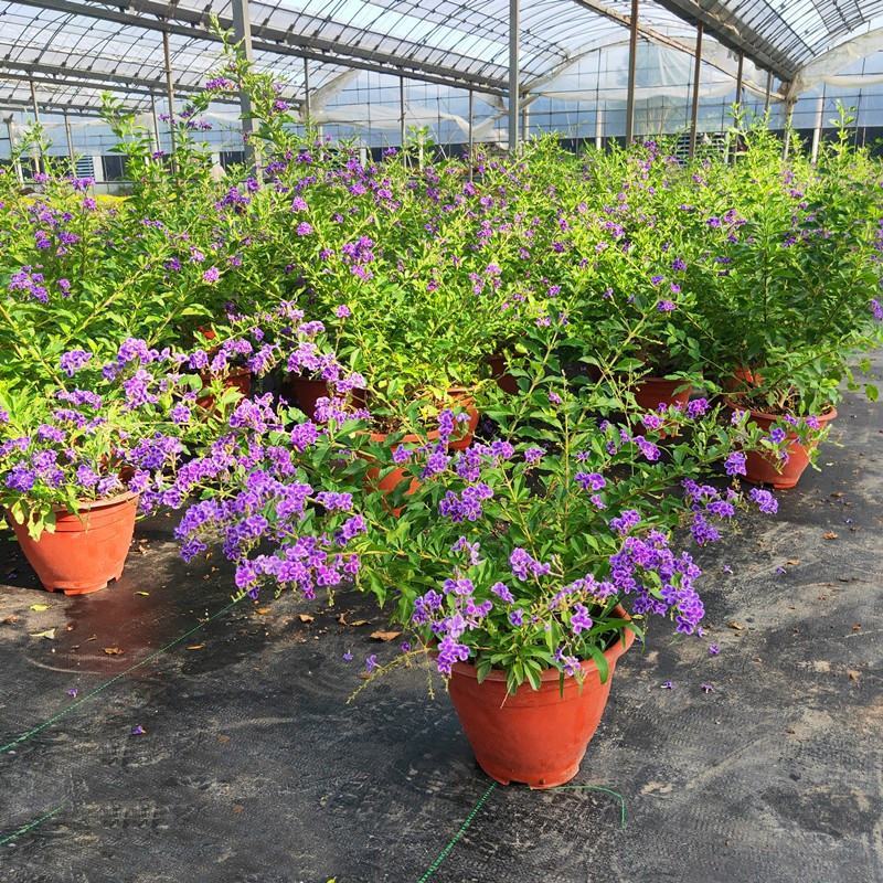 蕾丝金露花紫金露盆栽苗四季开花香阳台庭院绿植花卉耐养