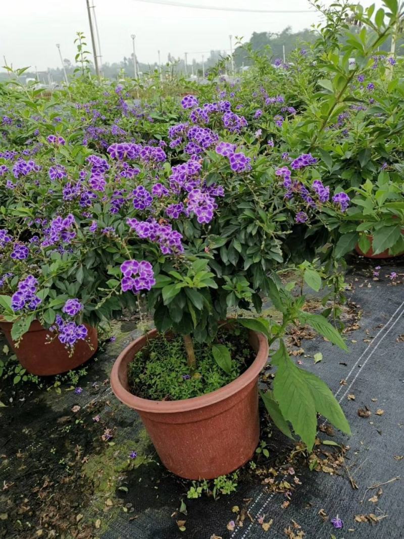 蕾丝金露花紫金露盆栽苗四季开花香阳台庭院绿植花卉耐养