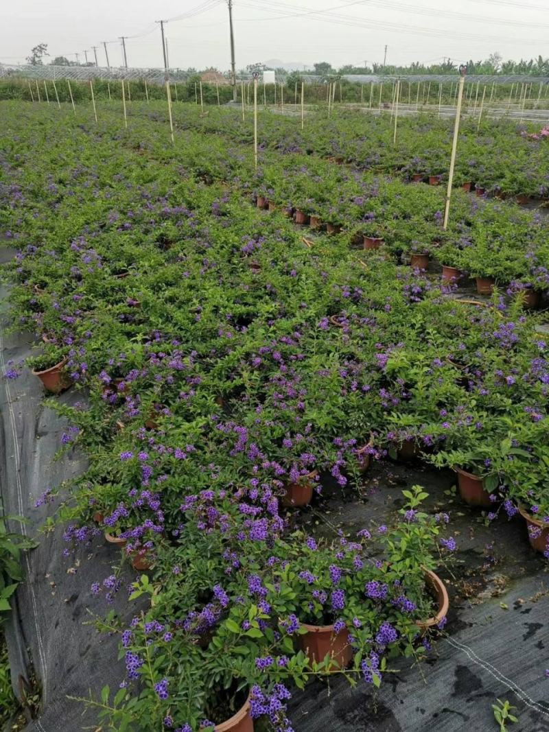 蕾丝金露花紫金露盆栽苗四季开花香阳台庭院绿植花卉耐养