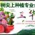 信宜市树尖上种植专业合作社，三华李
