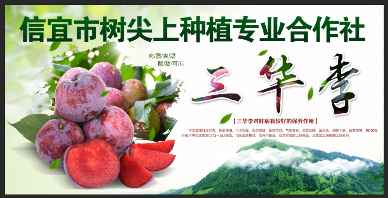 信宜市树尖上种植专业合作社，三华李