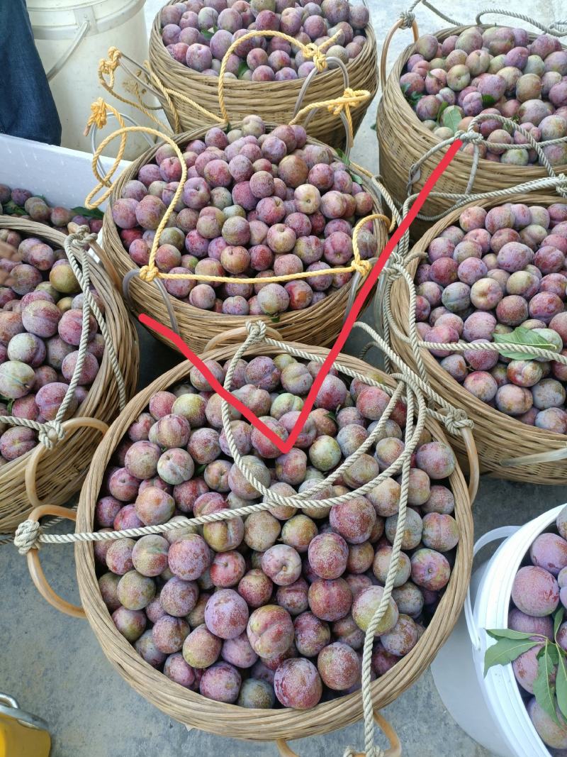 信宜市树尖上种植专业合作社，三华李