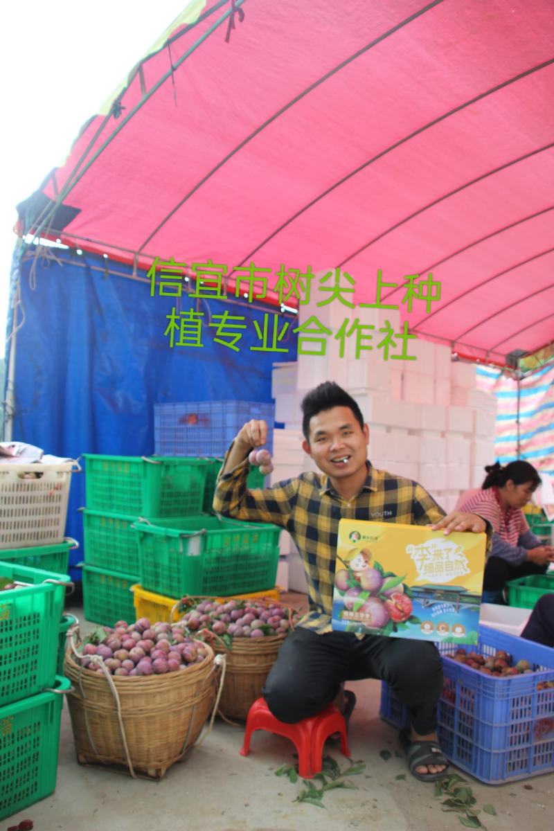 信宜市树尖上种植专业合作社，三华李