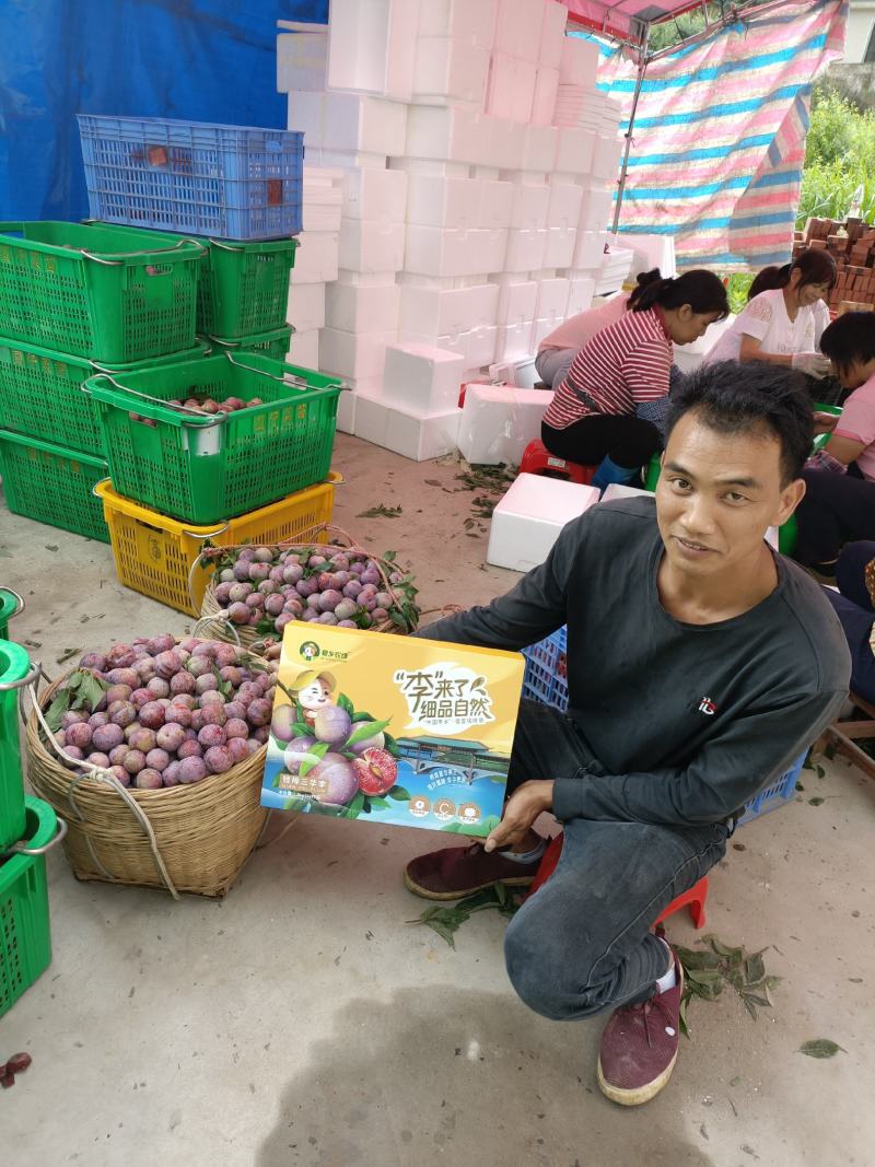 信宜市树尖上种植专业合作社，三华李