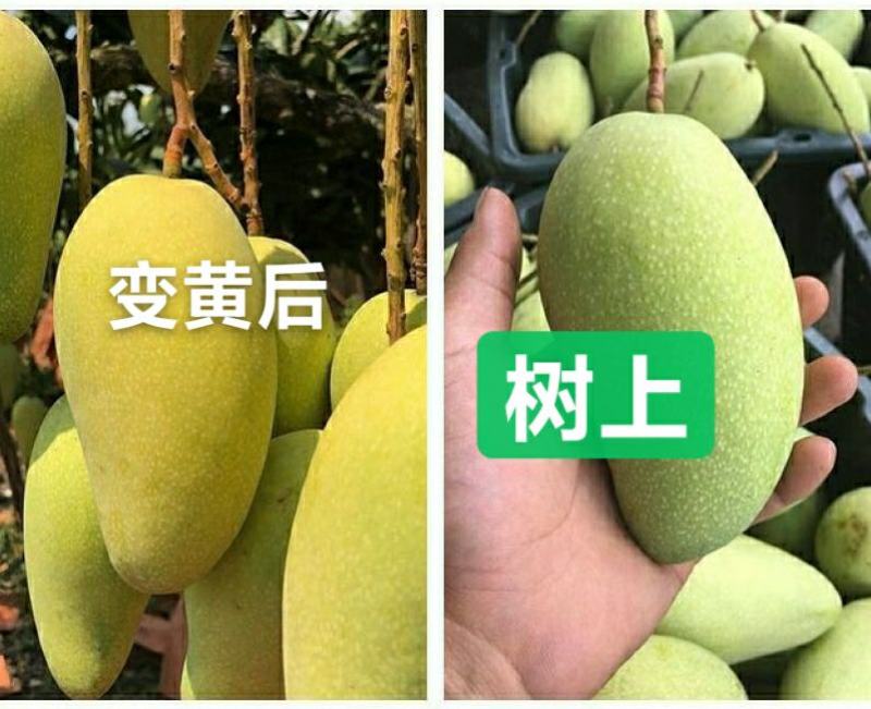 海南金煌芒果一件代发包邮源头供非贵妃小台水仙接直播团购