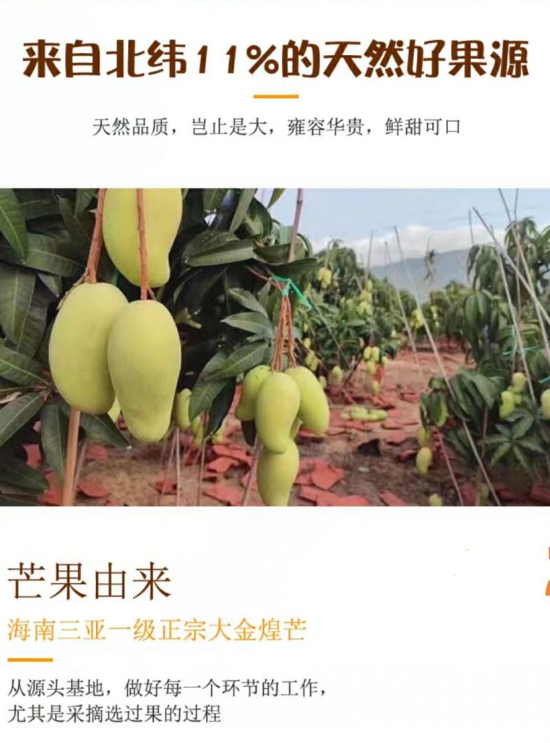 海南金煌芒果一件代发包邮源头供非贵妃小台水仙接直播团购