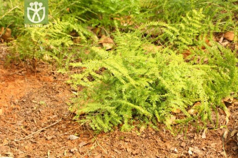 野生天门冬