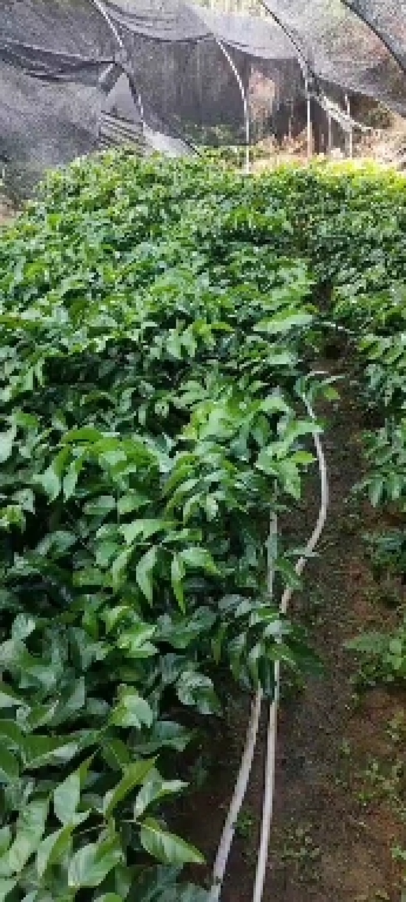 优质黄皮苗#黑皮黄皮嫁接苗#贵妃苗#杯苗#裸根苗#