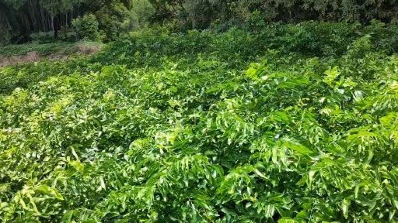 优质黄皮苗#黑皮黄皮嫁接苗#贵妃苗#杯苗#裸根苗#